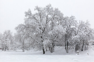 Fototapeta na wymiar After a snowfall. Snow-covered trees on a light snowy background. Russian Winter.
