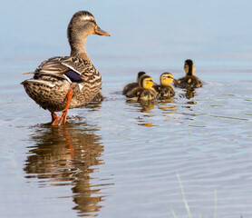 Mother duck and cute little ducklings swimming together in blue pond on a sunny afternoon.