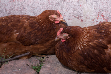 Complimentary assortment of chicken at a traditional poultry farm