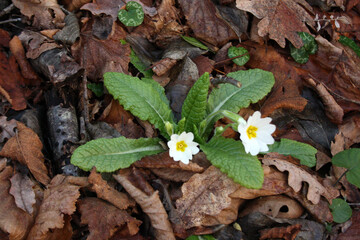 Wild primrose (Primula vulgaris)