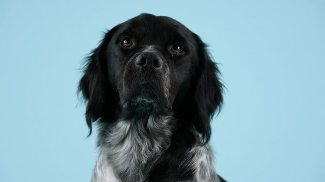 Frontal portrait of a Breton Epagnole in the studio on a bluish background. Close up of a pet's muzzle. Slow motion.