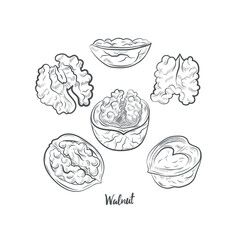 Walnut sketch vector illustration. Hand drawn walnut sketch isolated on white background.