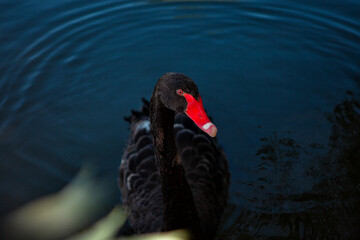 Fototapeta premium black swan on the lake