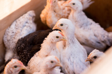 Complimentary assortment of chicken at a traditional poultry farm