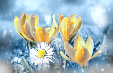 Beautiful spring flowers in the dreamy meadow toned in delicate yellow and blue pastel colors . Dreamy romantic artistic image of spring