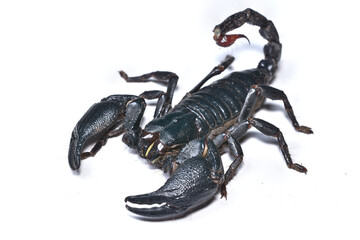 Close-up picture of the Asian blue forest scorpion Javanimetrus (Heterometrus) cyaneus (Scorpiones: Scorpionidae) photographed on white background.