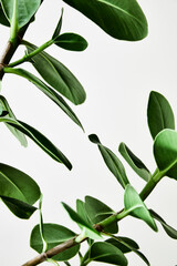 Close up of green leaves on a plant isolated against plain white background