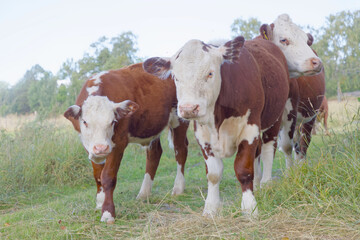 Naklejka na ściany i meble Three brown and white cows in the pasture