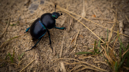 Dor (Geotrupes stercorarius) is a species of earth-boring dung beetle.