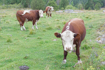 Fototapeta na wymiar Three brown and white cows in the pasture