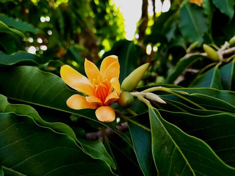 planta flor magn&oacute;lia amarela - magnolia champaca