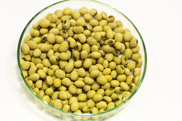 Soy seeds in a petri dish in the lab