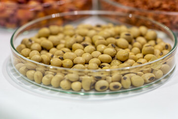Soy seeds in a petri dish in the lab