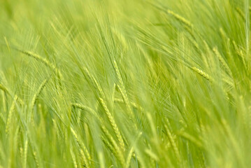 Fototapeta na wymiar Field of barley, close up, very shallow depth of field