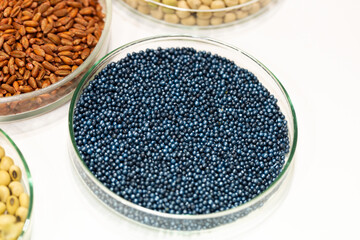 Macro. Processed blue-coated rapeseed seeds in a petri dish in the lab