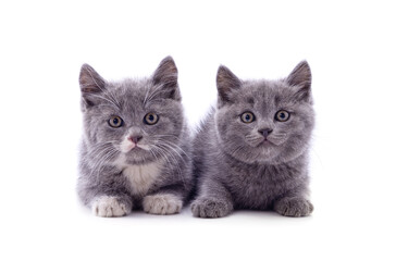 Gray little kittens are sitting.