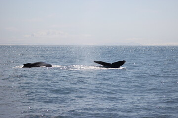 Fototapeta premium Whales and dolphins of the coast of Orange County , California.