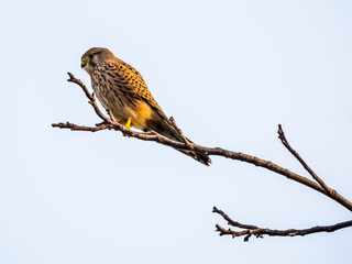 Falcon perching on bare branch on light blue sky background