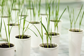 Cereal plants in white cup. Research in the laboratory