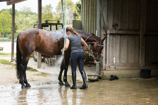 Rear View Of Woman Cleaning Horse While Standing By Stable