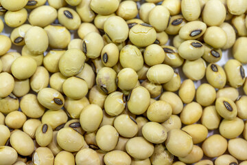 Soy seeds in a petri dish in the lab