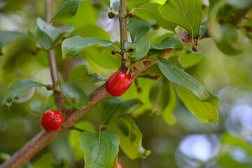 Fototapeta premium Cornelian cherry