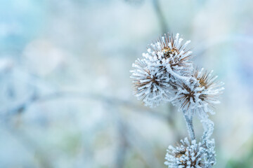 The plant covered with frost. Dry thorny burdock in winter on a blurry background. Thistle, bur, burdock, thorn, Arctium. Winter natural background. Burdock in selective focus