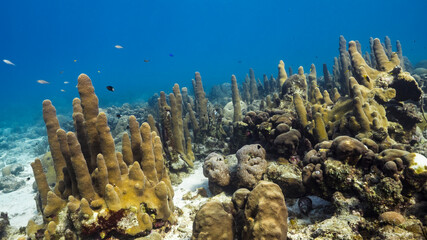 Naklejka na ściany i meble Seascape in shallow water of coral reef in Caribbean Sea, Curacao with field of Pillar Coral, fish, sponge and view to surface 