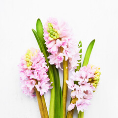 Pink hyacinth flowers bouquet on a white background. Top view, copy space