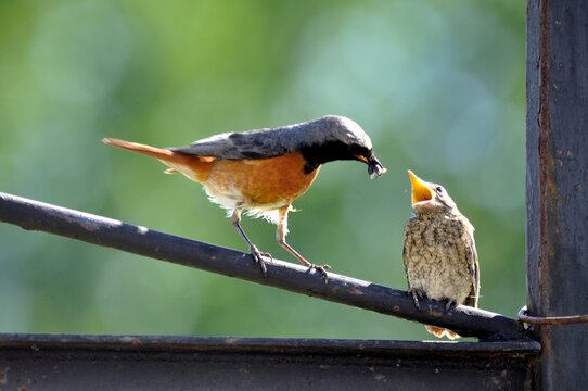 Redstart (Phoenicurus phoenicurus)