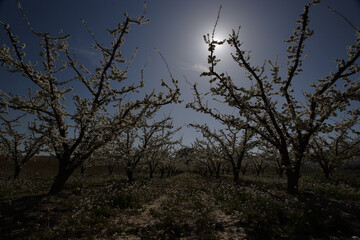 Ciruelos en floración. Cieza (Murcia-España).