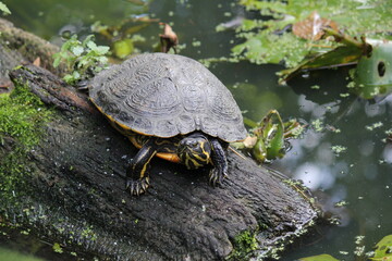 Obraz premium a cumberland turtle at a wooden log in a pond in an animal park closeup in springtime