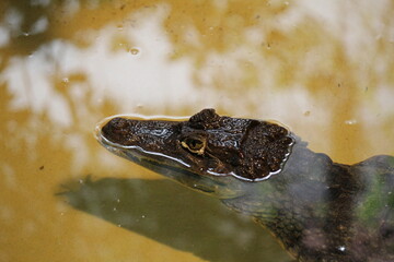 the head of an angry alligator that swims in the water closeup