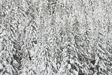 Blanket of snow on fir trees filling the frame during winter in the Cascade Mountains of Washington State