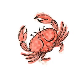 red boiled crab digital illustration close up on white background