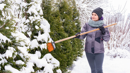A woman gardener shakes off snow from thuja brabant branches with a broom so that they do not break...