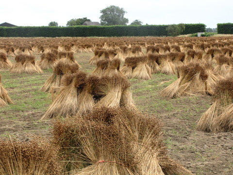 a field with bunches of flax plants drying at the fields in the countryside in zeeland, the netherlands in summer