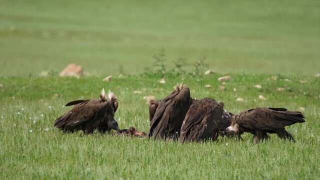 African white-backed vulture, gyps africanus, and Hooded Vulture, necrosyrtes monachus, Group on a Carcass, Masai Mara Park in Kenya, Real Time 4K