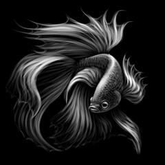 Tropical fish. Black and white graphic portrait of a fighting fish on a black background. Digital vector graphics. 