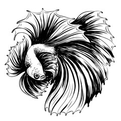 Tropical fish. Black and white graphic portrait of a fighting fish on a white background. Digital vector graphics.