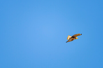 A red hawk fly in the blue sky. Bottom view