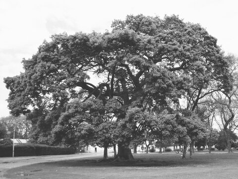 Large Tree In City Central Park