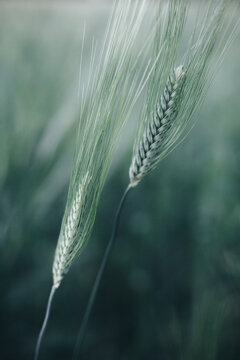 Close up of camut spikes in an ecological field