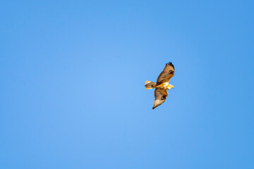 A red hawk fly in the blue sky. Bottom view