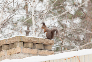 Red squirrel stands on snow-covered brick wall