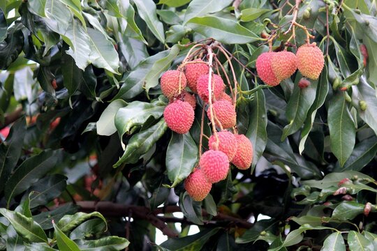 planta fruta lichia - litchi chinensis