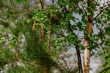 Young green foliage blooms in the trees. Birch tree with fresh green leaves in a meadow in the village. Nature awakening in spring. Rural landscape and countryside.