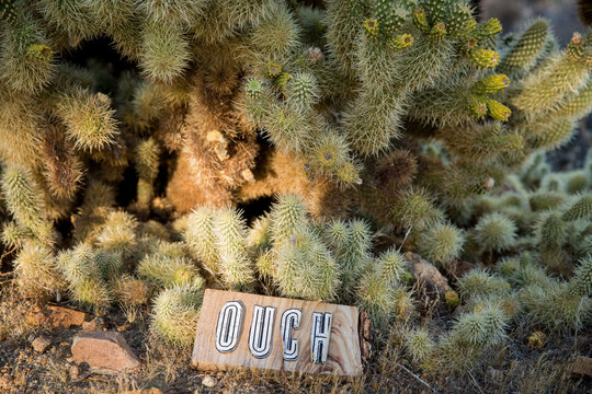 Desert cactus.