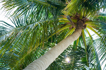 Low angle view of coconut palm trees, a peaceful nature serene view on the beach