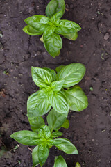 Basil plant in the garden. Fresh herbal basil plant. Fresh green leaves of thai basil. Cooking seasoning. Italian cuisine herb.